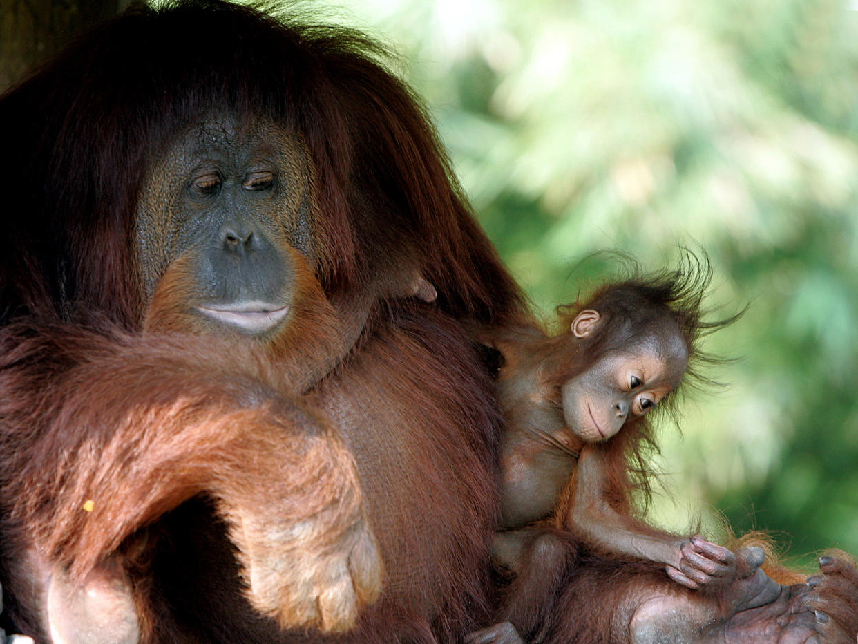 Orangutan in Indonesia are among the primates that are threatened with extinction: Reuters