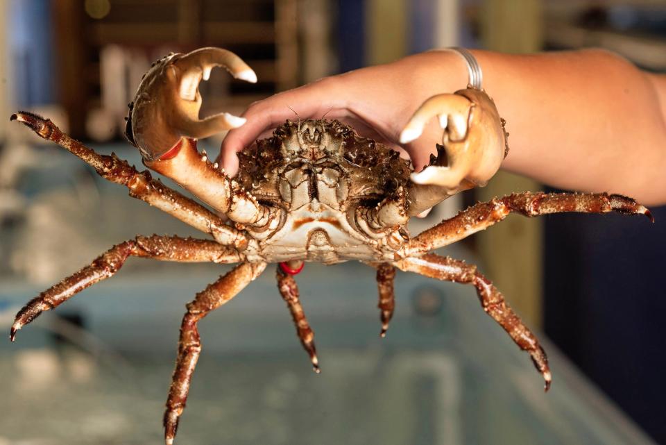 Scooter, a male Caribbean king crab that was captured off of Sugarloaf Key, is one of 32 animals brought to the Mote Aquaculture Research Park in May to serve as broodstock at the Mission Iconic Reefs regional grazer hatchery. He was named at the facility as a nod to the knee scooter currently used by Mote Coral Reef Restoration Research Program Manager Jason Spadaro while recovering from a bone spur fracture on his right heel.