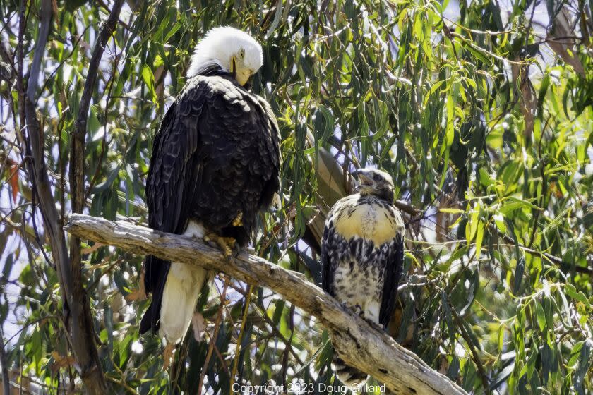 Tuffy, the immature red-tailed hawk who was "adopted" by a family of bald eagles, has been found dead. <span class="copyright">(Doug Gillard)</span>