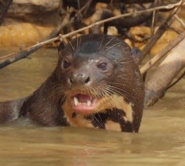 A river otter takes a look around during a recent safari to the Pantanal of Brazil.