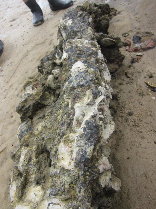 An oyster bed. (Yahoo! Singapore/ Karen Vera)