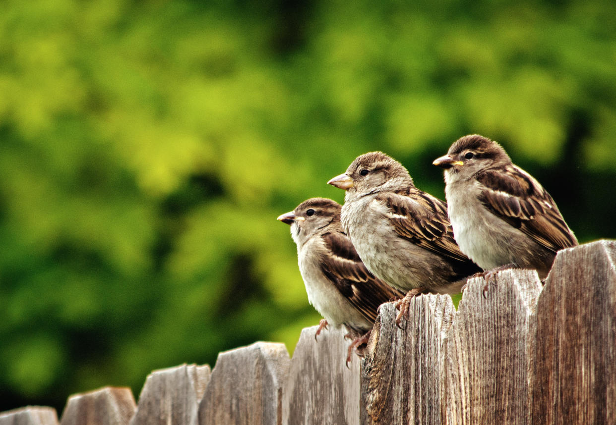 Was wollten die Vögel am Zaun? (Symbolbild: Getty)