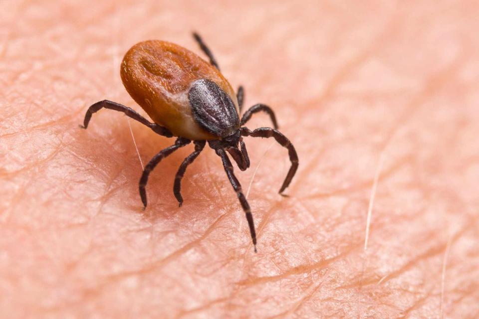 <p>Getty</p> Black-legged ticks — also called deer ticks — can spread Lyme disease.