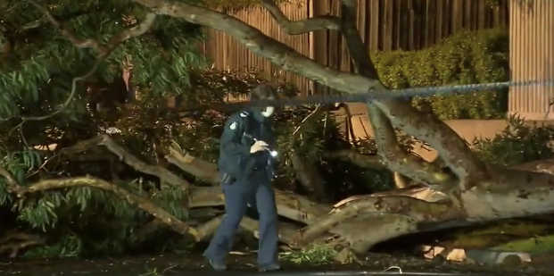 A police officer inspects the area of the fallen tree in Blackburn South. Source: Nine