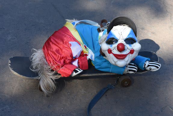 A dog dressed in costume is seen during the 27th Annual Tompkins Square Halloween Dog Parade in Tompkins Square Park in New York on October 21, 2017. / AFP PHOTO / TIMOTHY A. CLARY (Photo credit should read TIMOTHY A. CLARY/AFP/Getty Images)