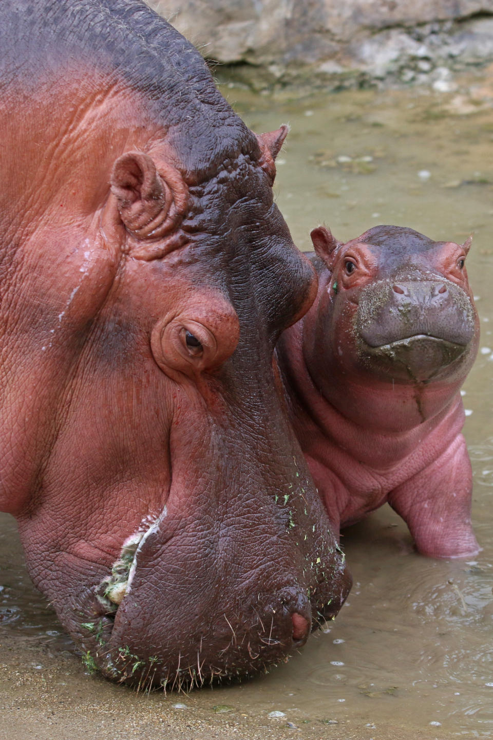 HipopÃ³tamo en el ZoolÃ³gico de Guadalajara.