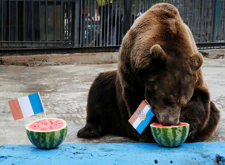 Buyan, a male Siberian brown bear, chooses Croatia while attempting to predict the result of the soccer World Cup final match between France and Croatia during an event at the Royev Ruchey Zoo in Krasnoyarsk, Russia July 14, 2018. REUTERS/Ilya Naymushin