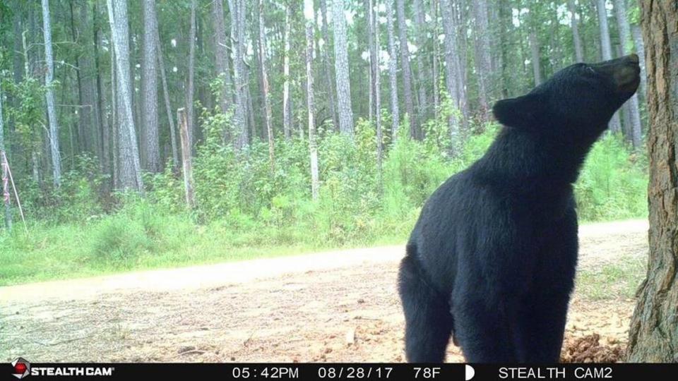 This black bear was spotted near Congaree National Park last summer. It was one of numerous sightings that raised questions about whether black bears will eventually move into the preserve southeast of Columbia. The bear is on private hunt club property with Congaree National Park in the background.