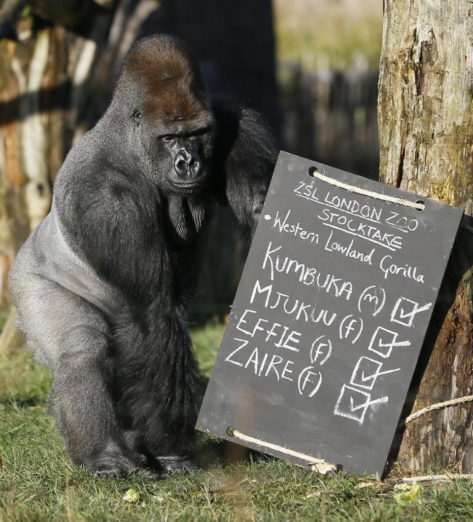 Kumbuka, a male silverback gorilla inspects the keeper's chalk board in his enclosure at London Zoo, Thursday, Jan. 2, 2014. Home to more than 850 different species, zoo keepers welcomed in the New Year armed with clipboards as they made a note of every single animal. The compulsory annual count is required as part of ZSL London Zoo’s zoo license, and every creature, from the tiny leaf cutter ants to the huge silverback gorilla is duly noted and accounted for. (AP Photo/Kirsty Wigglesworth)