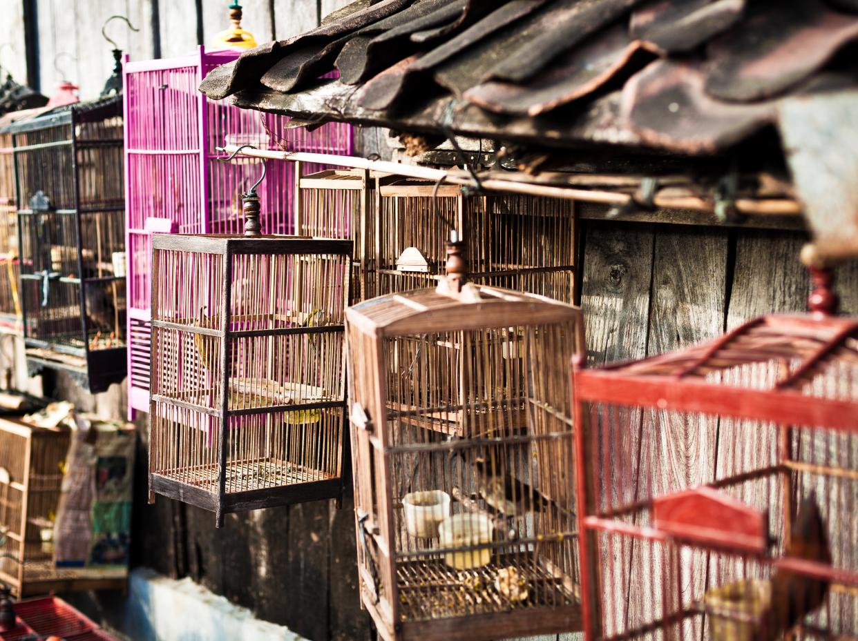File image: Birds in cage in an Indonesian market (Getty Images/iStockphoto)