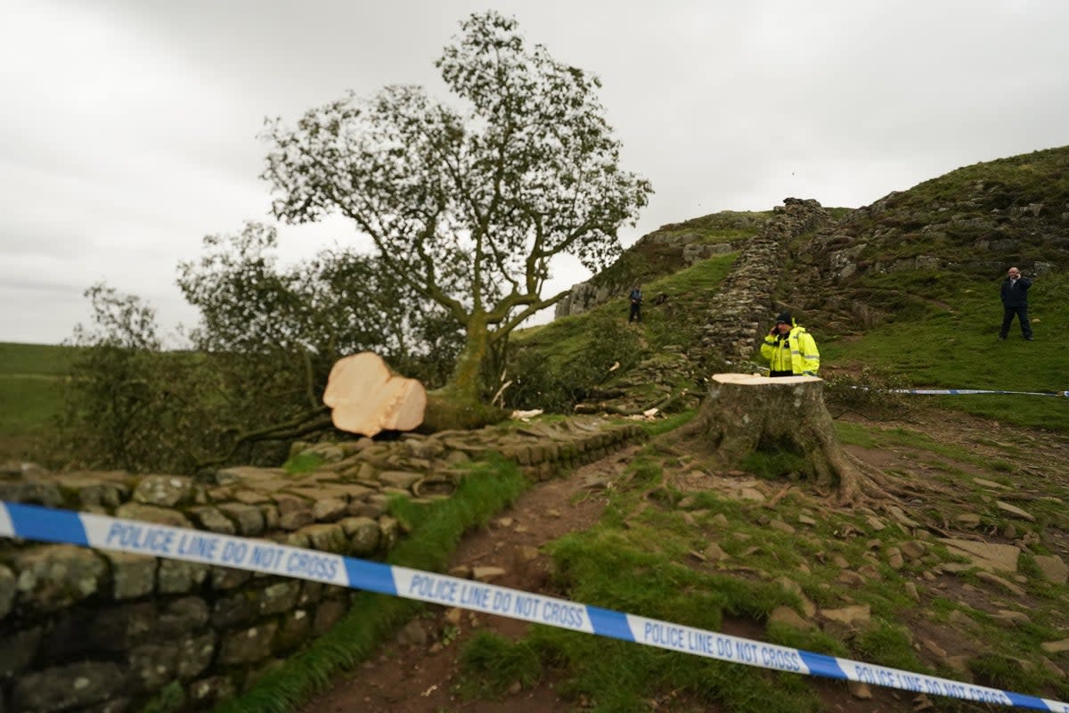 People look at the tree at Sycamore Gap, next to Hadrian’s Wall (Owen Humphreys/PA) (PA Wire)