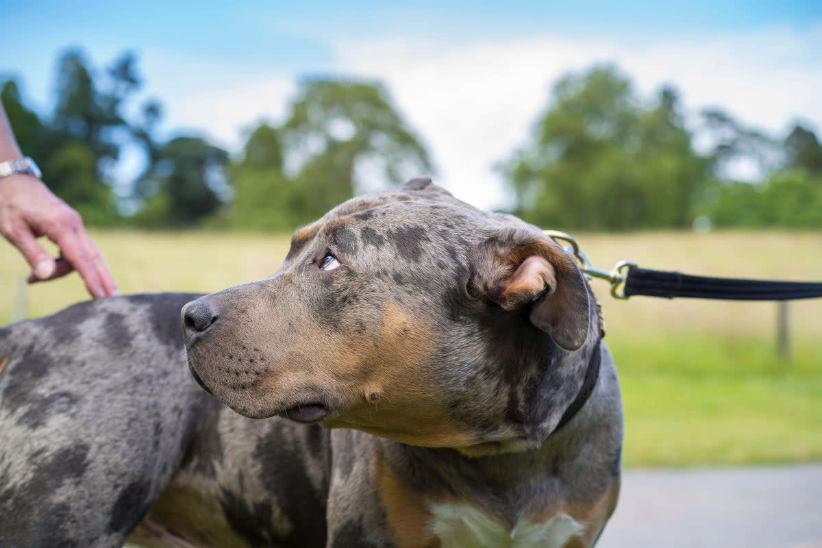 Rather than have their XL bullys put down, owners may now choose to keep their pets as ‘house dogs’ – with potentially disastrous consequences  (Alamy/PA)