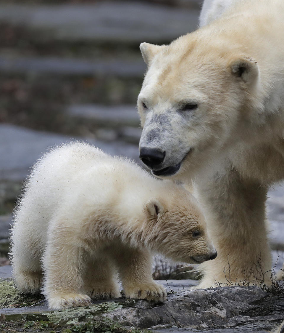 A female polar bear baby walks with its mother Tonja through their enclosure at the Tierpark zoo in Berlin, Friday, March 15, 2019. The still unnamed bear, born Dec. 1, 2018 at the Tierpark, is presented to the public for the first time. (AP Photo/Markus Schreiber)