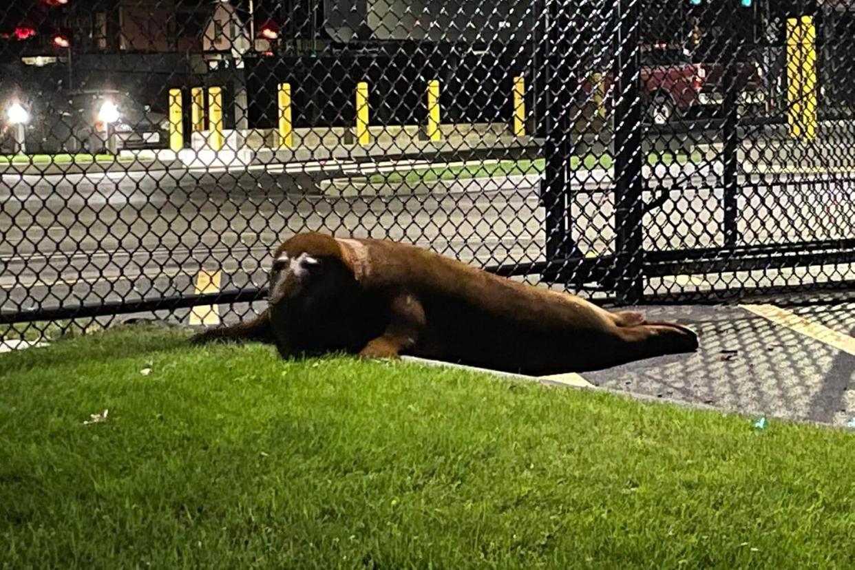 Wild Seal Captured After Weeklong Stay in Mass. Town: 'He's Kind of a Regional Celebrity'