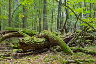 <p>El paisaje de este lugar no ha sido alterado por la actividad humana en los últimos 400 años. De ahí que algunos árboles alcancen un tamaño muy difícil de ver en otros bosques de Europa. (Foto: Getty Images).</p> 