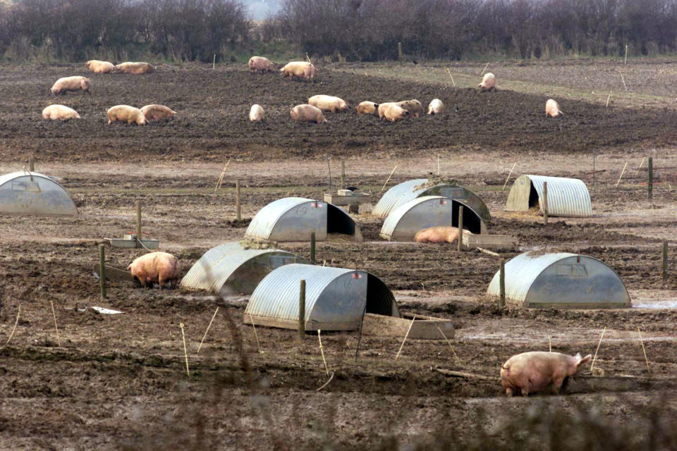 Pigs on quarantined land at Farringford Farm at Freshwater Bay on the Isle of Wight where Ministry of Agriculture officials are investigating the possibility of an outbreak of foot and mouth disease.   * Pigs from Farringford Farm and another in Berkshire had been supplied to an abattoir in Essex where the viral disease was discovered.   (Photo by Chris Ison - PA Images/PA Images via Getty Images)