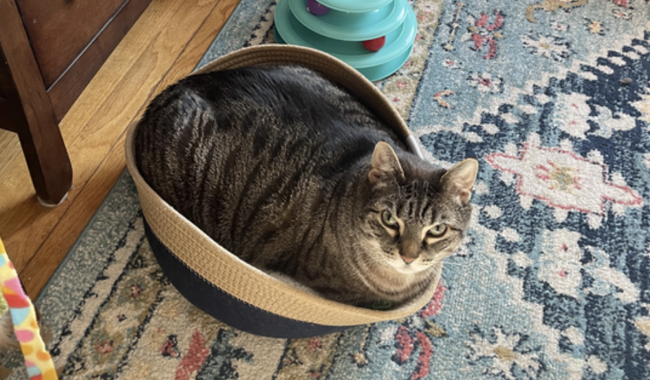 Best gifts for your pet for Valentine's Day: Cat bed