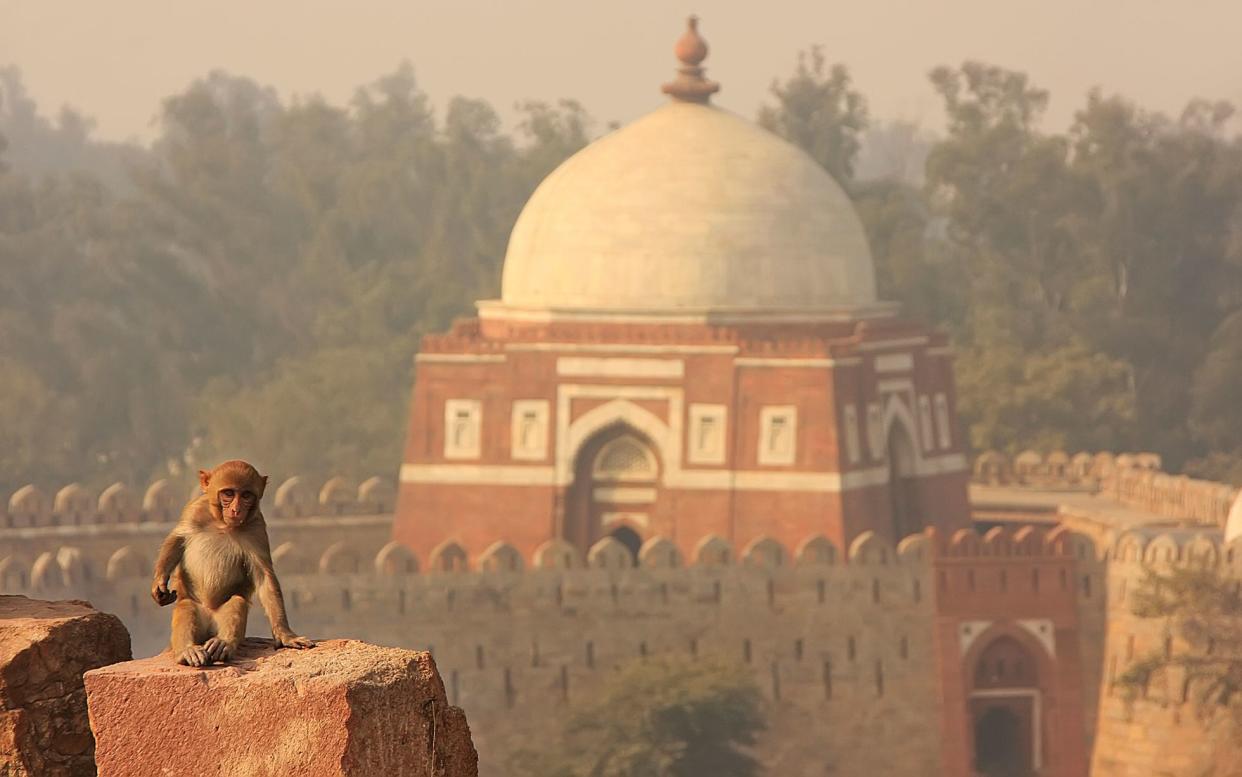 You could go to New Delhi to see Macaques – or you could pop to Staffordshire - Donyanedomam