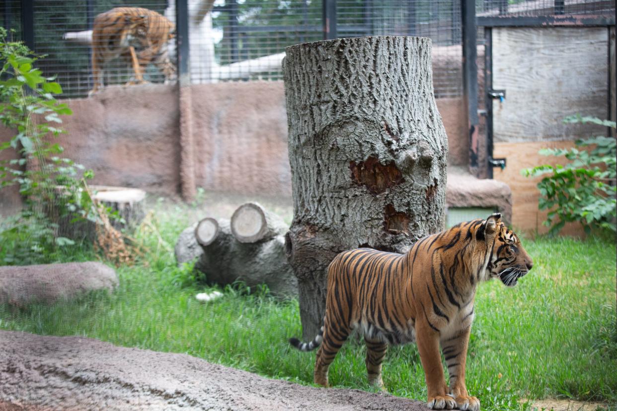 While Sumatran tiger Nisha roams the outside yard Thursday morning, the calls of Thomas can be heard as he paces back and forth from a perch overlooking her enclosure.