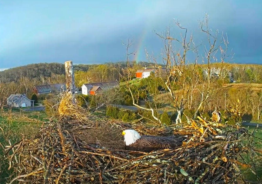 A female bald eagle on U.S. Fish and Wildlife Service's National Conservation Training Center in Shepherdstown, West Virginia, with a rainbow in background, earlier this season.