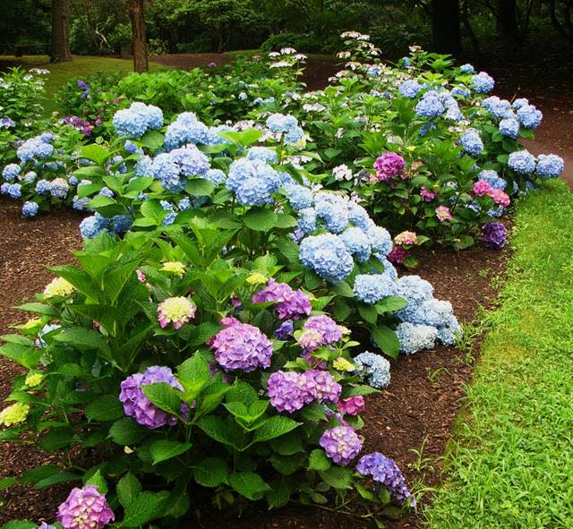 Hundreds of hydrangeas will be in bloom at Heritage Museums & Gardens during the annual Cape Cod Hydrangea Festival.