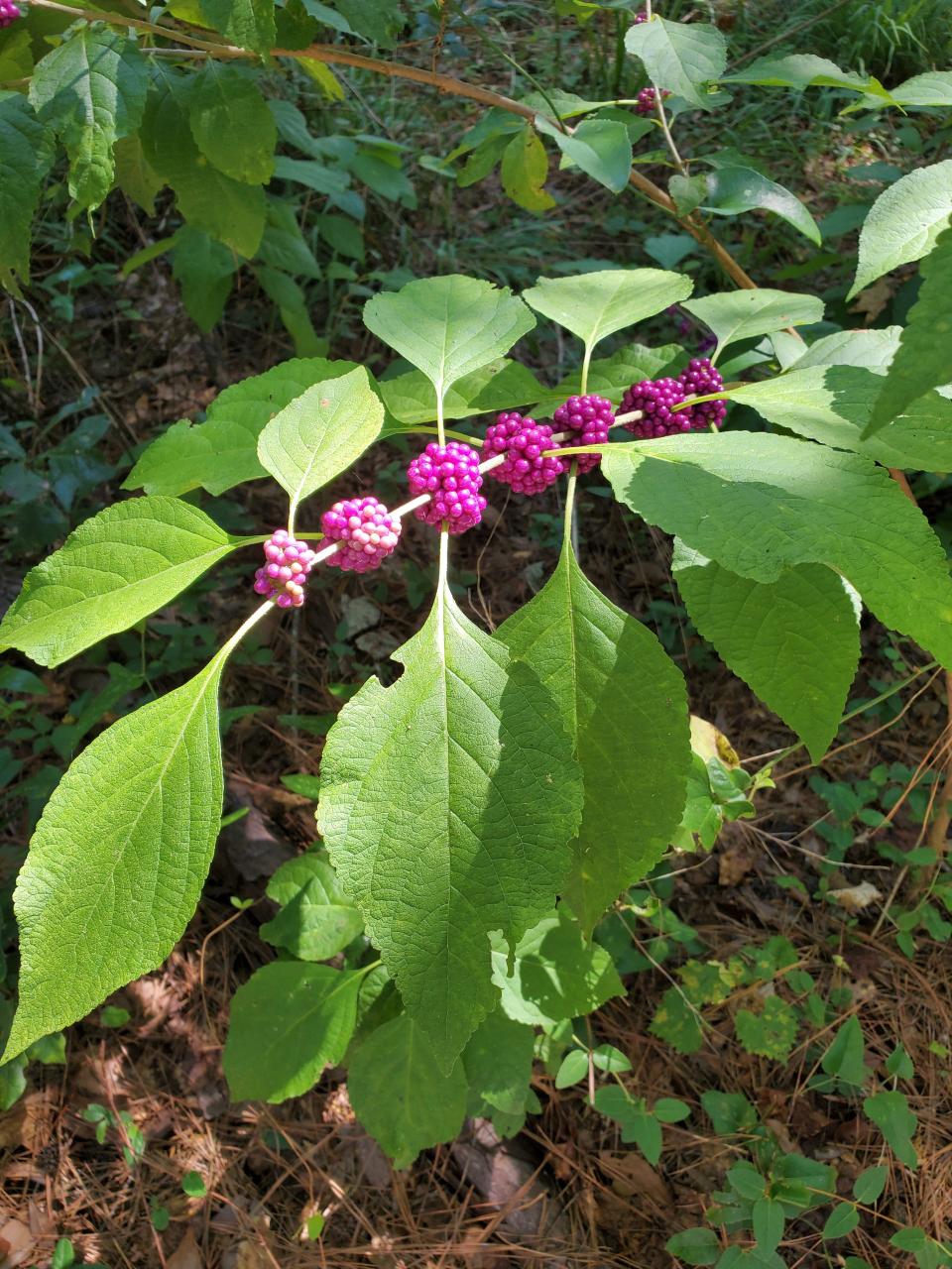 Beautyberry at Brunswick Riverwalk