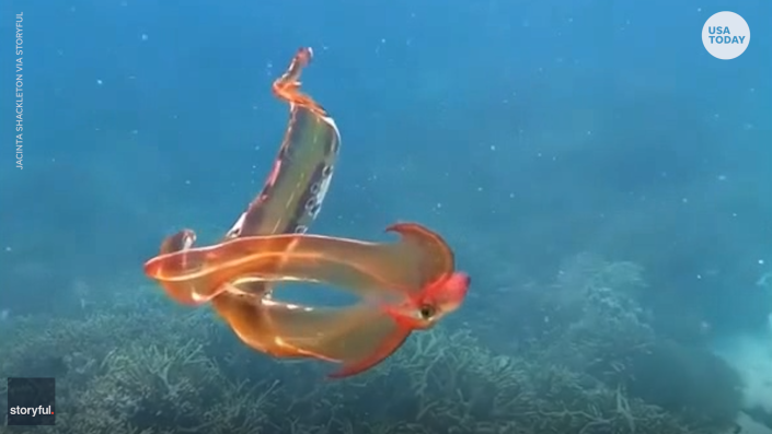 De octopus dankt zijn naam aan de kopachtige webben die zijn tentakels omringen.