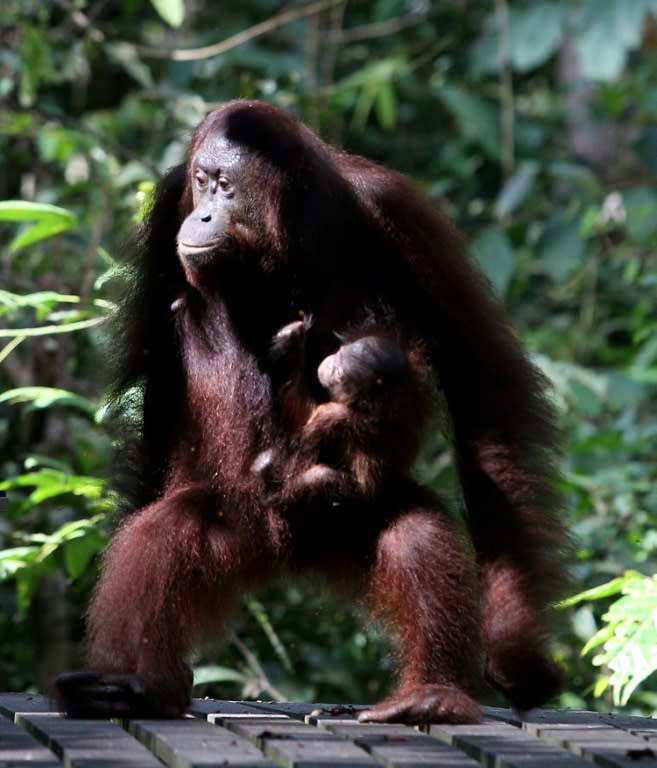 Una hembra orangután y su cría, en el santuario malayo de Sandakan, 6 de febrero de 2013 (MOHD RASFAN)