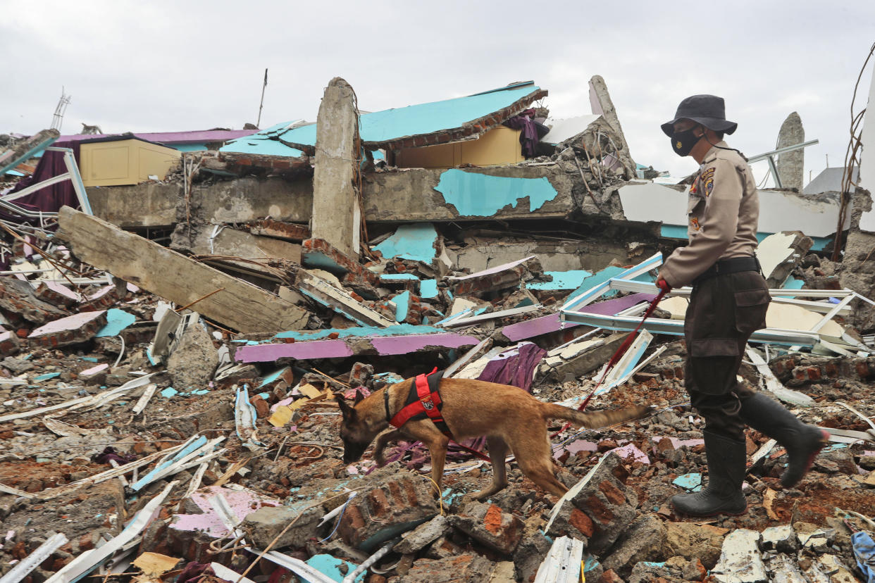 <p>A police officer leads a sniffer dog during a search for victims at the ruin of a building flattened by an earthquake in Mamuju, Indonesia,</p> (AP)