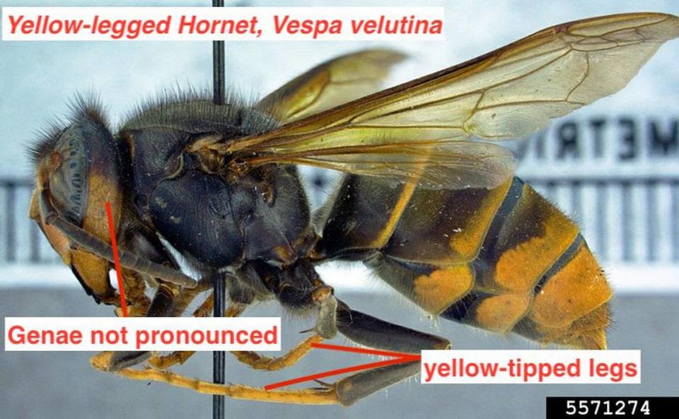Yellow-legged hornet Clemson University