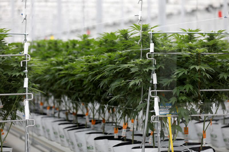 FILE PHOTO:Cannabis plants grow inside Tilray factory hothouse in Cantanhede