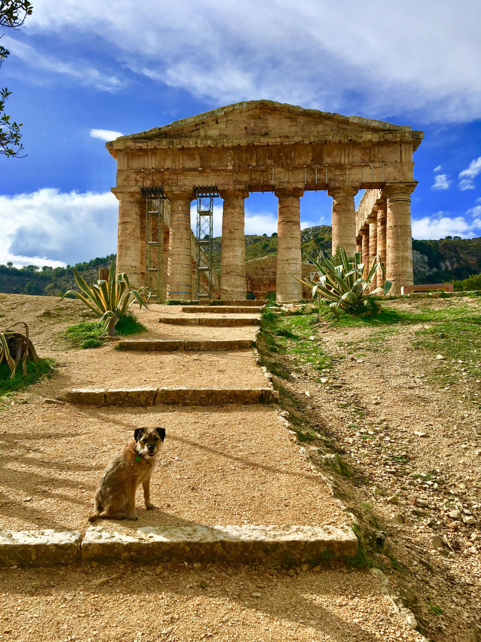 Pete the border terrier at the Temple of Diana, Sicil. (Photo: Caters News)