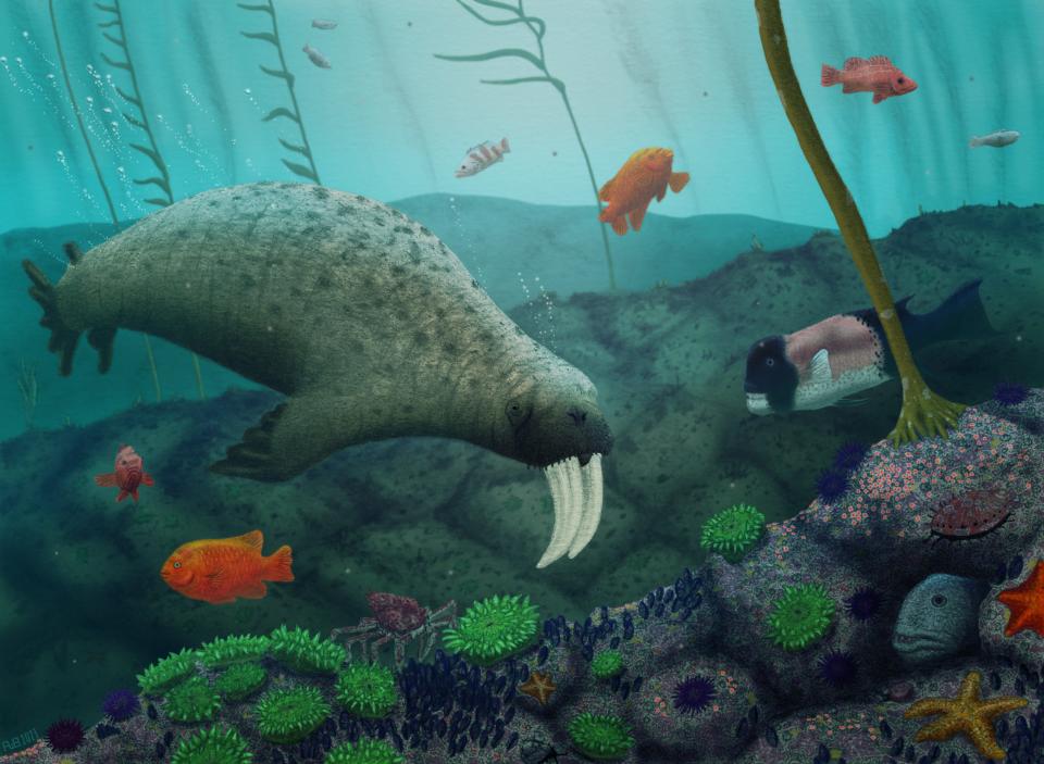 An extinct walrus, Valenictus, with large tusks swimming in a kelp forest with fish around