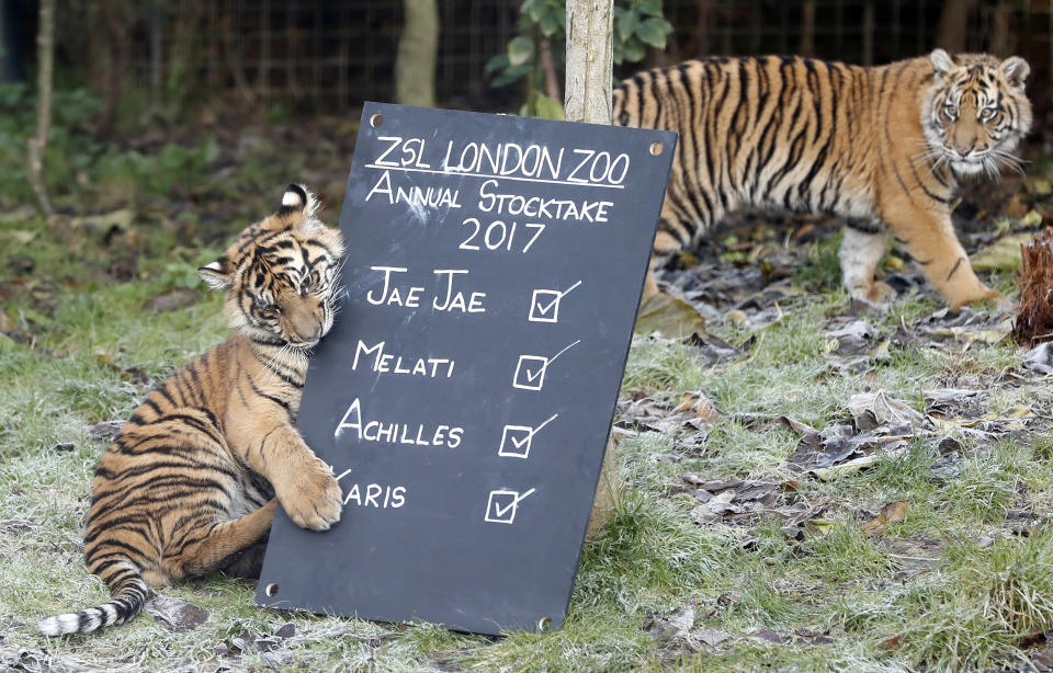 <p>One of the 6-month-old Sumatran tiger cubs (Achilles or Karis) plays with a blackboard during a photo call for the annual stock take at the London Zoo, Jan. 3, 2017. (Photo: Kirsty Wigglesworth/AP) </p>