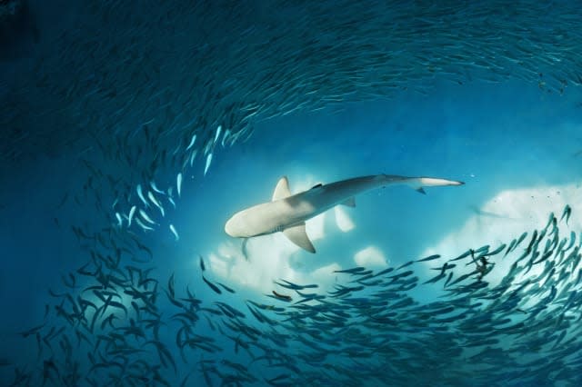 Shark and small fishes in ocean