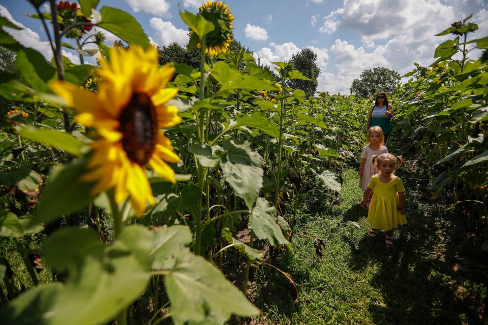 A file photo of the 2019 Sunflower Festival at Golden Grove Farms in Fair Grove.