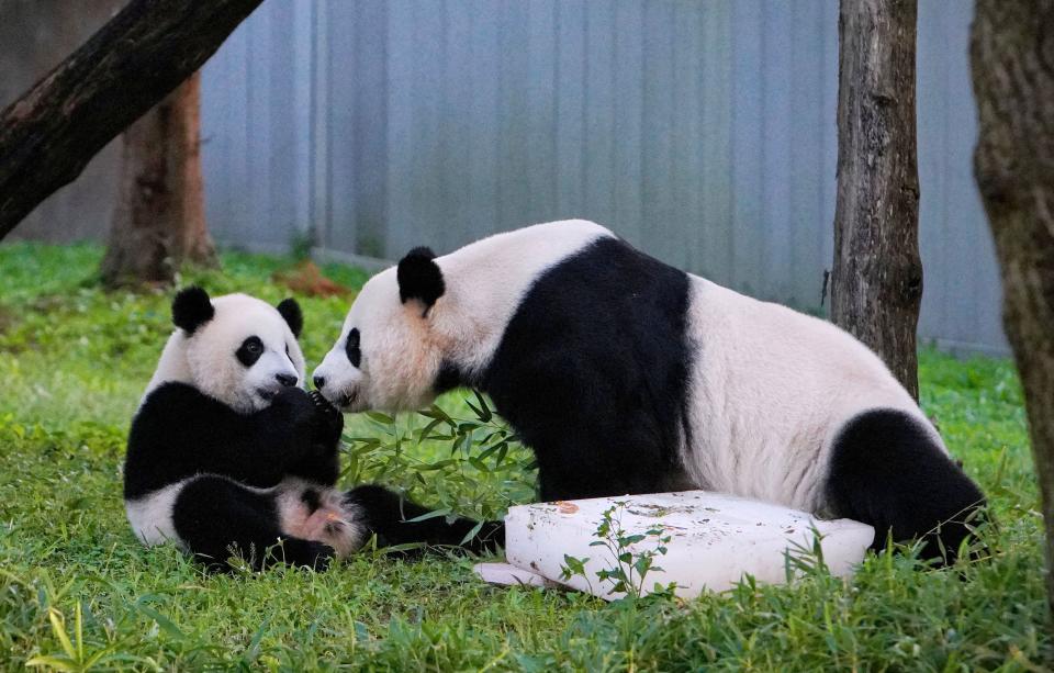 Baby panda Xiao Qi Ji (L) celebrates his first birthday with his mother Mei Xiang at the National Zoo in Washington, DC, on August 21, 2021.