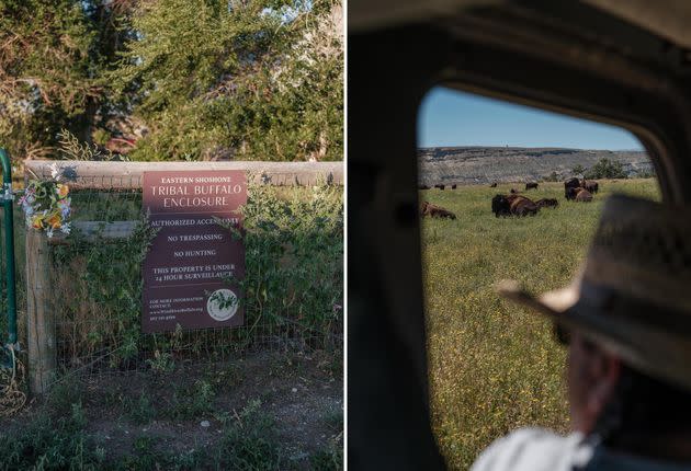 Left: A sign on the fence in front of the entrance to the Wind River Tribal Buffalo Initiative, Aug. 16, 2023. Right: Baldes at the Wind River Tribal Buffalo Initiative on Aug. 15, 2023. “What we do here on the reservation could set precedent for what buffalo restoration can look like,