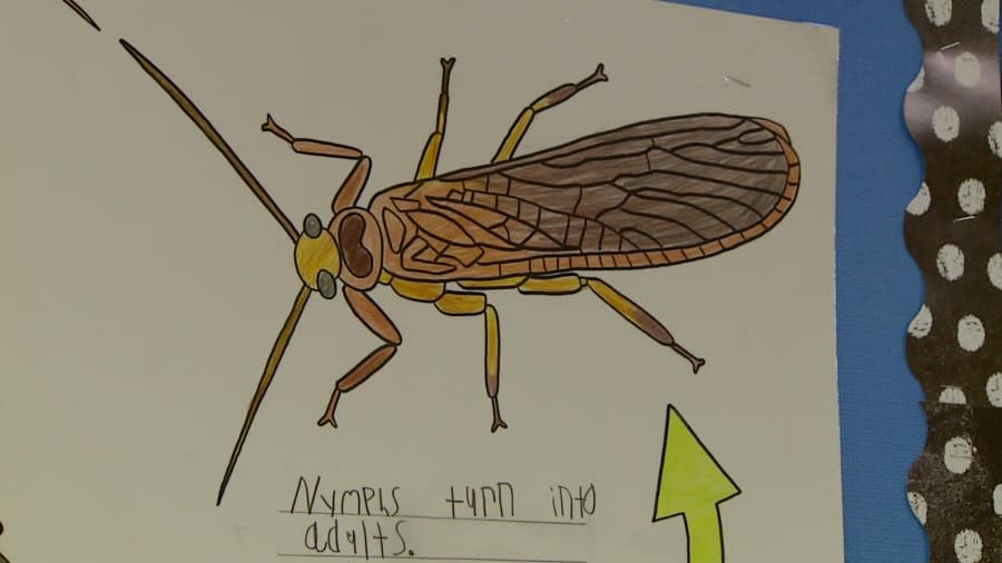 Students at Aberdeen Elementary in Grand Rapids are pitching stoneflies as the new official Michigan insect. (May 13, 2024)