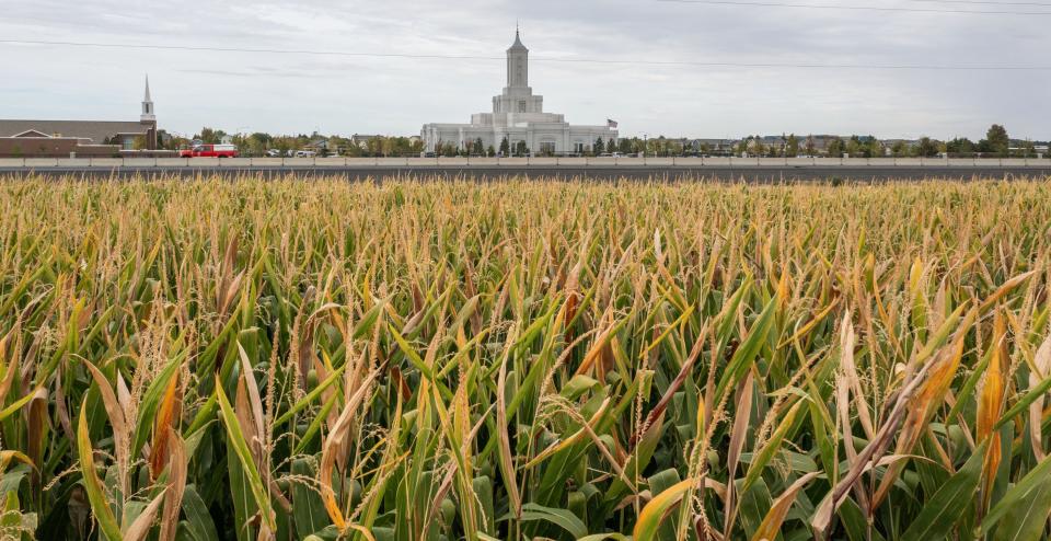 The Moses Lake Washington Temple is shown behind rows of field corn on the day it was dedicated, Sept. 17, 2023.