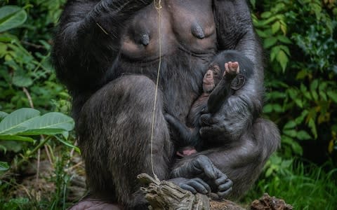 There are only 18,000 West African chimps left in the wild - Credit: Chester Zoo