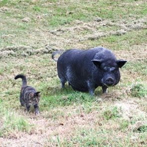 pig and cat pet pals