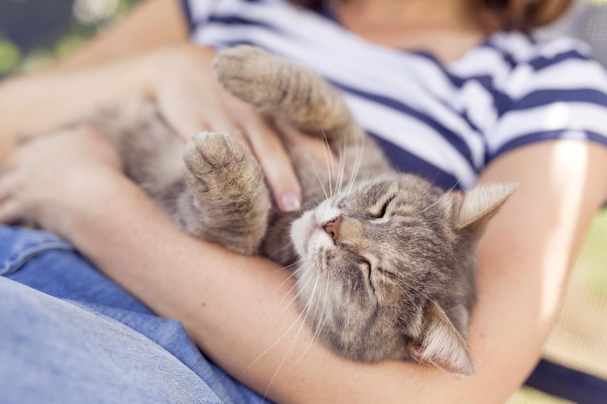 tabby cat sleeping in woman's arms