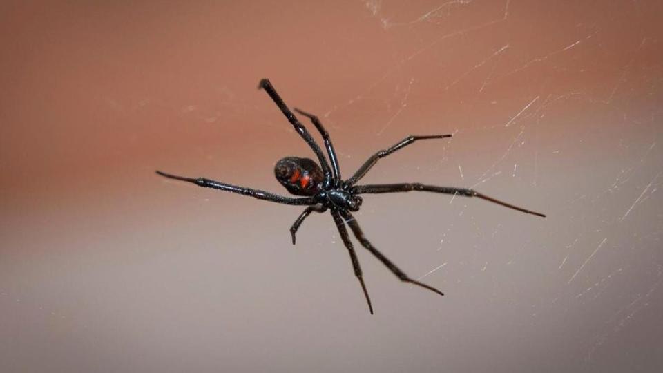 <p>A Connecticut woman and her son had a close encounter with a black widow spider found crawling through a bunch of grapes. Photo: Pixabay</p>