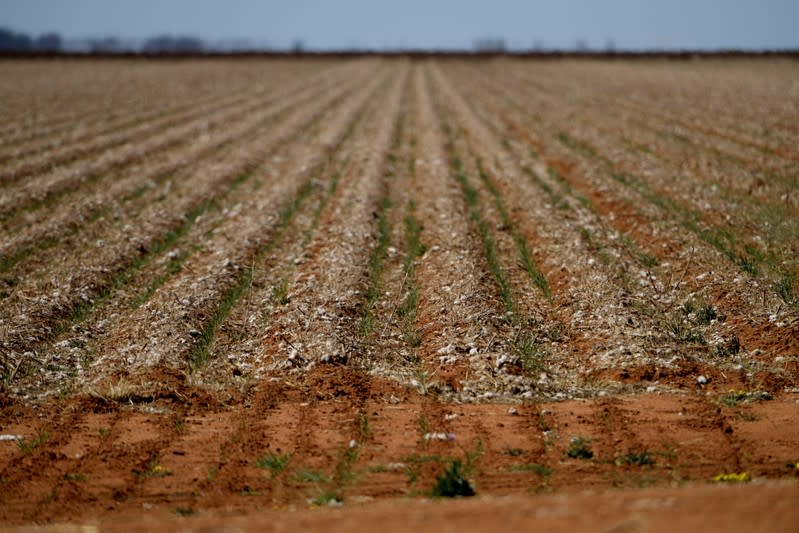 The Wider Image: Thirst turns to anger as Australia's mighty river runs dry