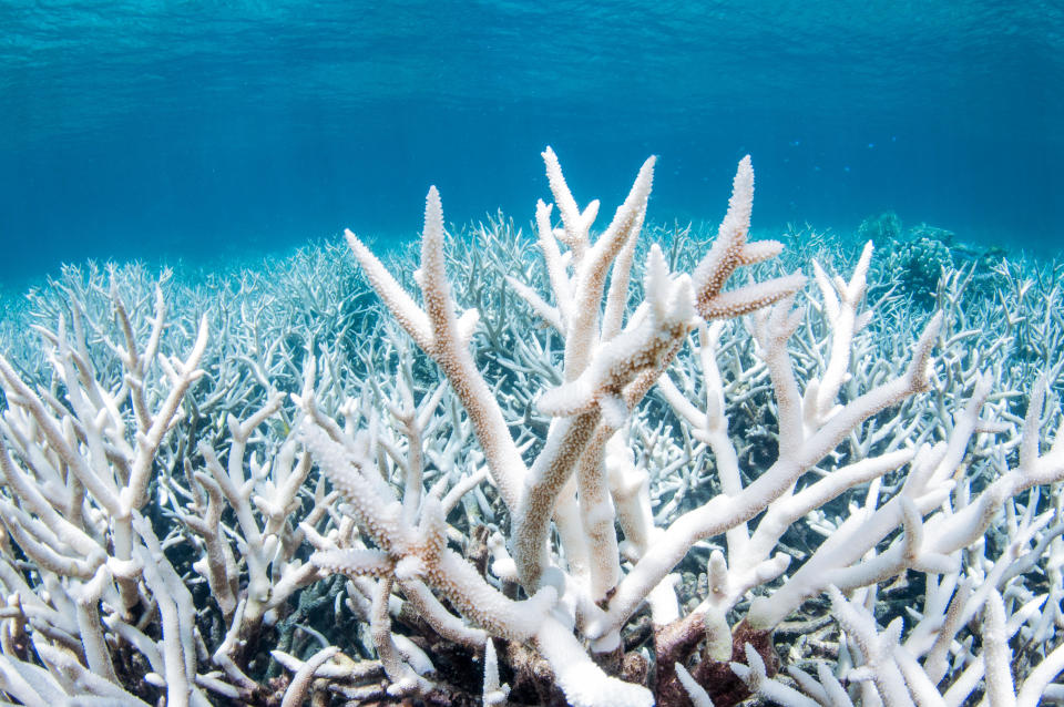 Bleached coral on the Great Barrier Reef outside Cairns, Australia during a mass bleaching event, thought to have been caused by heat stress due to warmer water temperatures as a result of global climate change. / Credit: Brett Monroe Garner / Getty Images