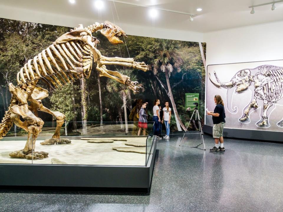 Other giant ground sloth skeletons have been found in places like Daytona Beach, Florida.