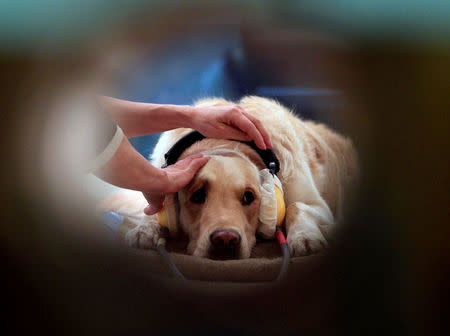 Walter, a Golden Retriever, lies in a MRI scanner at a neurology clinic in Budapest, Hungary, February 9, 2014. Picture taken February 9, 2014. REUTERS/Bernadett Szabo