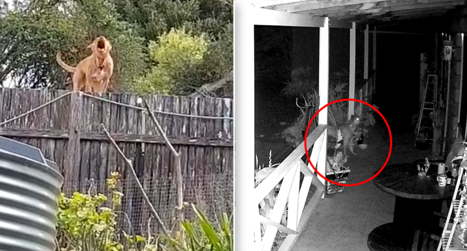 A dog barking while standing on Scott and Jessy's fence (left). A dog wandering onto a neighbour's property (right).