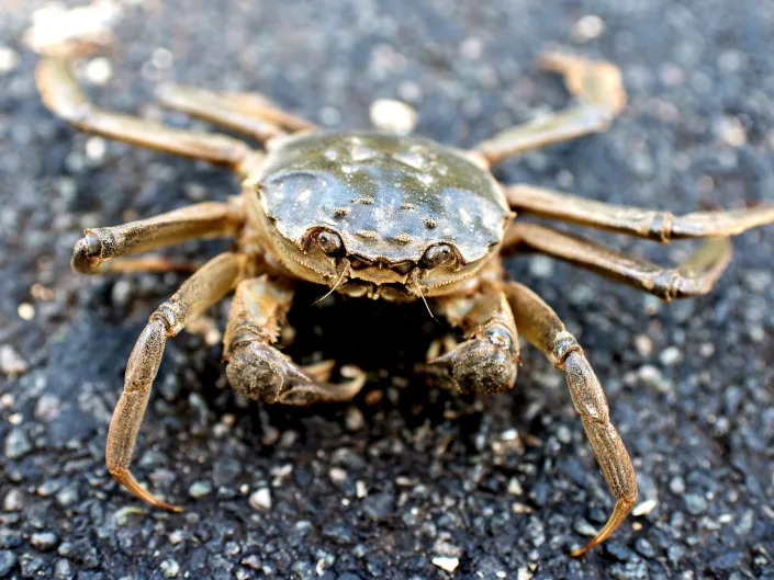 A Chinese mitten crab hikes along a road near the district of Werder, Germany as it migrates to the North Sea.